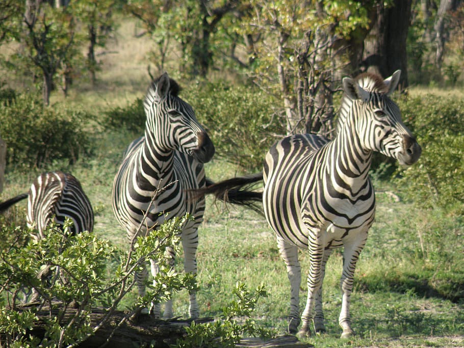 zebras, wild, animal, wildlife, mammal, striped, fauna, jungle, HD wallpaper