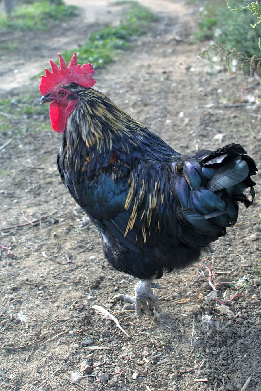 Hen, Farm, Poultry, chicken - bird, rooster, livestock, cockerel HD wallpaper