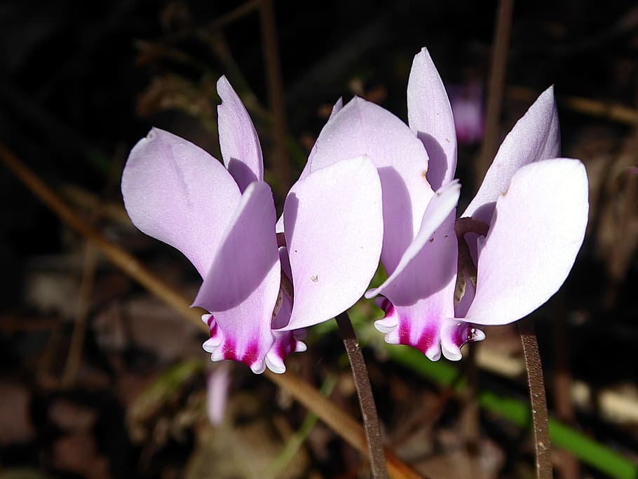 cyclamen, flower, pink, fall, primulacées, flowering plant HD wallpaper
