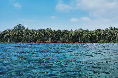 palm tree island near body of water, blue body of water and coconut tree line during cloudy day HD wallpaper