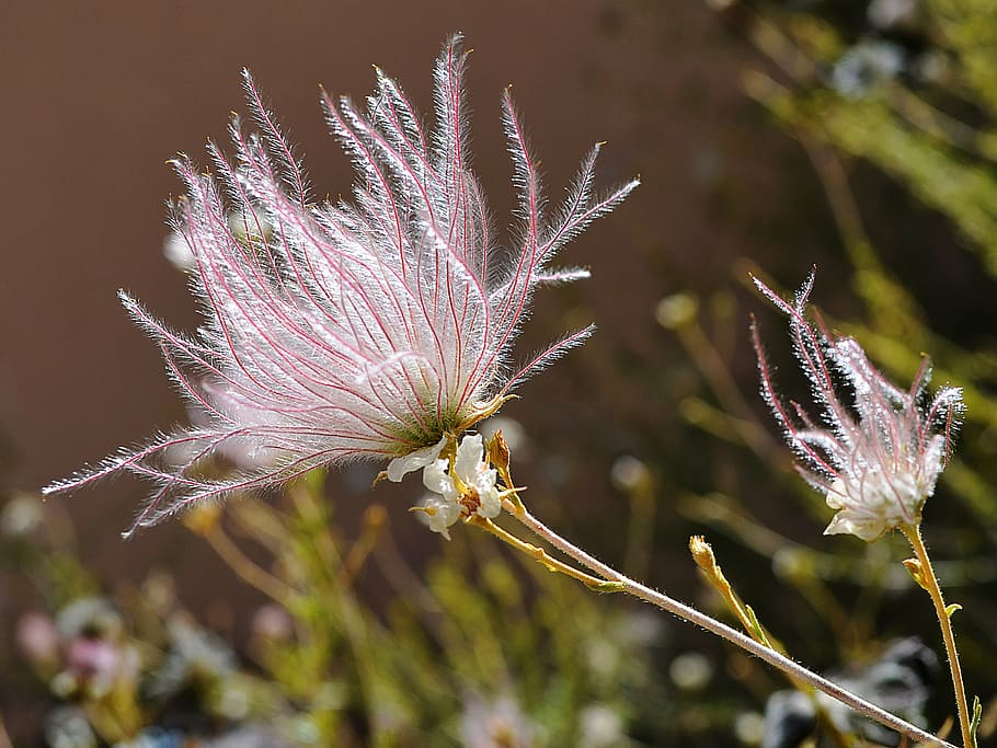 apache plume, flower, new mexico, feathery, plant, nature, growth, HD wallpaper