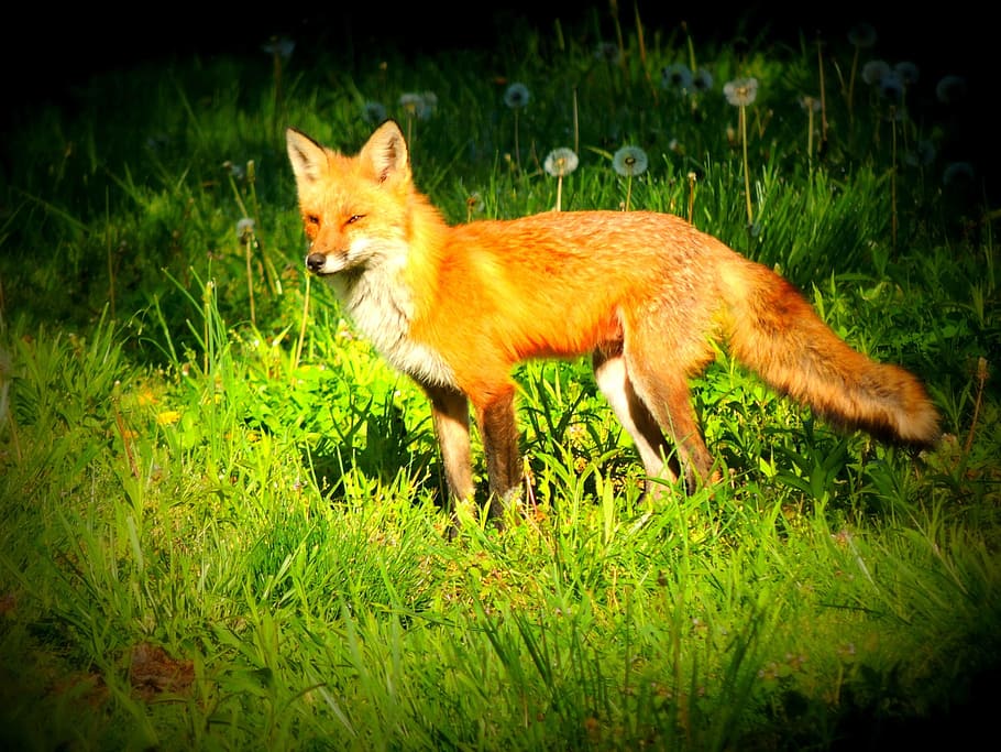 selective focus photography of red fox, grass, wildlife, redfox HD wallpaper