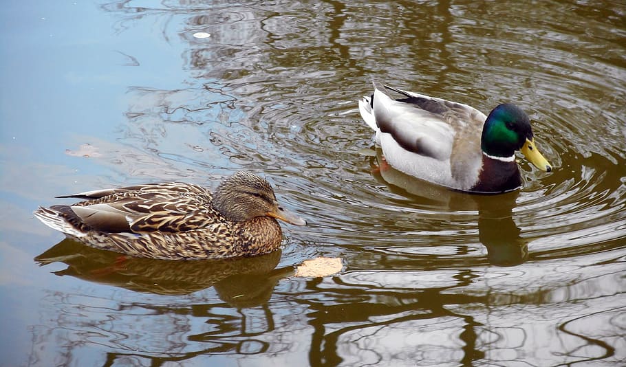 ducks, birds, mallard duck, animal wildlife, animals in the wild HD wallpaper