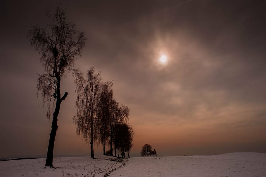 lined up trees on snow covered ground, winter, avenue, wintry HD wallpaper
