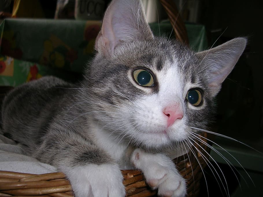 Cat, Smile, Look, Pet, Cute, Gray, domestic cat, pets, domestic animals HD wallpaper