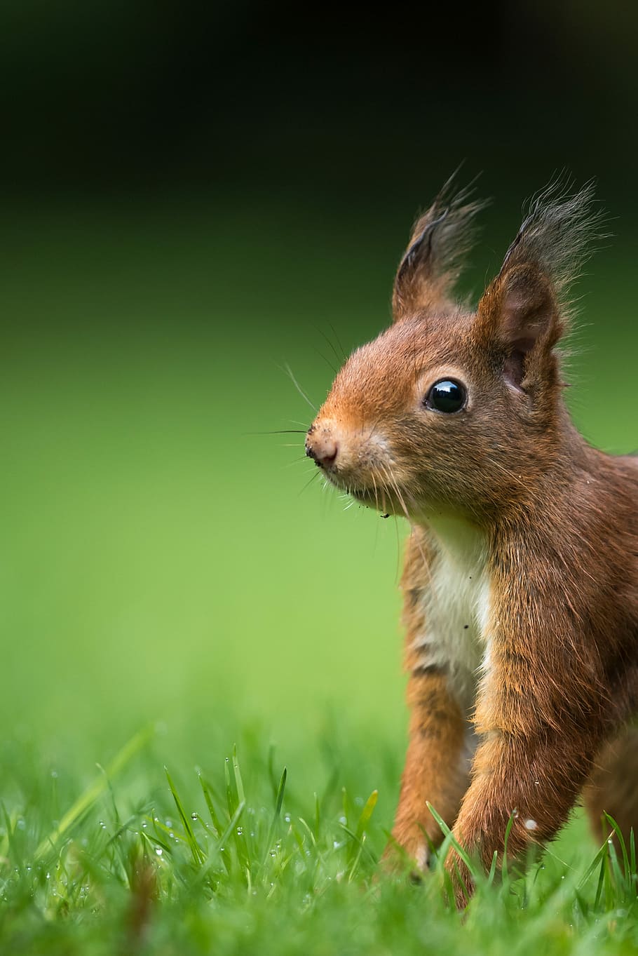 tilt-shift lens photography of brown squirrel on green grass during daytime, selective focus photography of brown rodent standing on green grass HD wallpaper