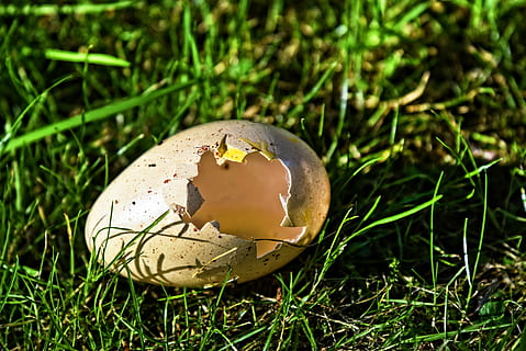 shallow focus photography of egg shell, bird's egg, empty shell HD wallpaper