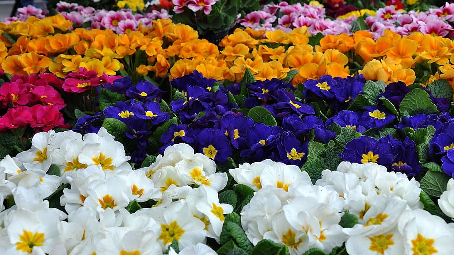 purple, white, yellow, and red flowers, primula, spring, spring flower