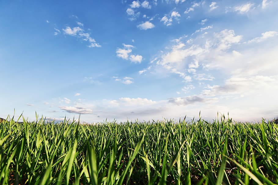 green grassfield under cloudy sky, blue, land, plant, cloud - sky HD wallpaper