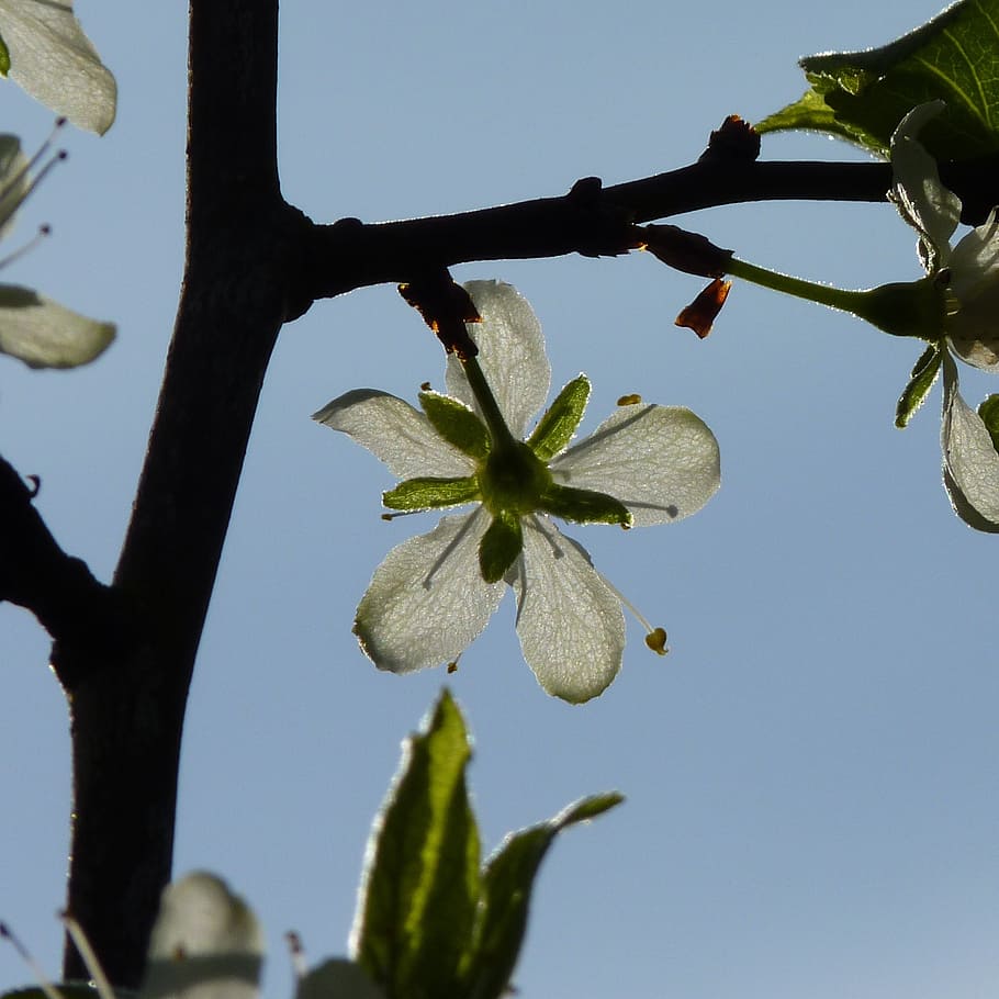 cherry, blossom, bloom, spring, cherry blossom, tree, macro HD wallpaper
