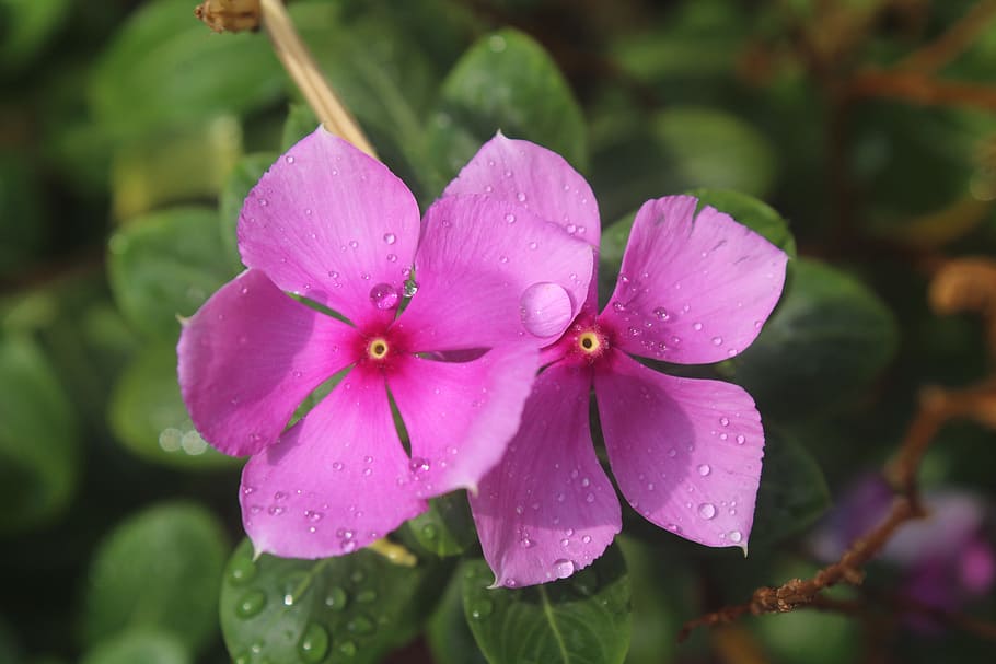 perivincle, flower, rain, post-rain shower, pink, petal, plant HD wallpaper