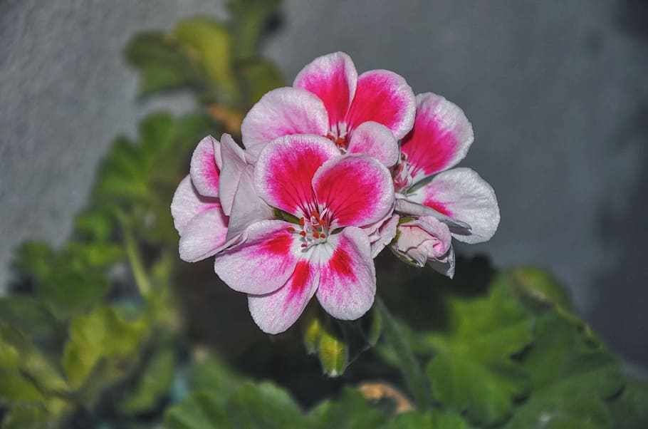 geranium, houseplants, up, flowers, nature, petal, summer, pink Color HD wallpaper