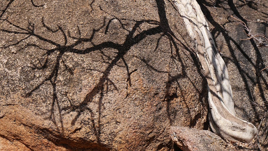 botswana, tree, rock, shadow, nature, no people, day, full frame HD wallpaper