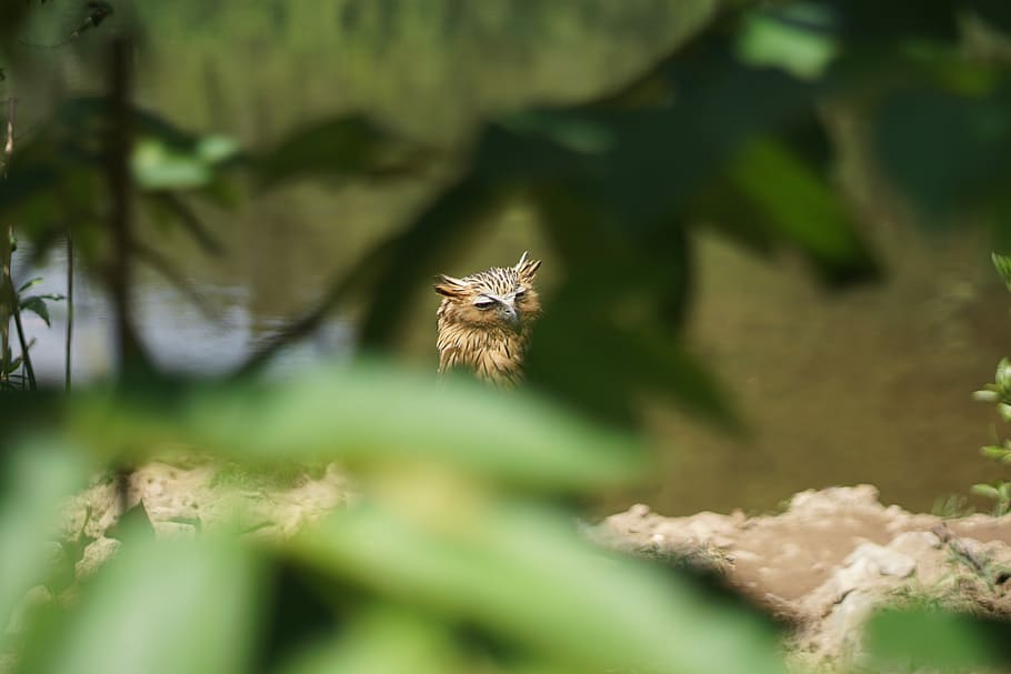 Eurasian Eagle-Owl perching on brown surface selective focus photography, brown owl at daytime HD wallpaper