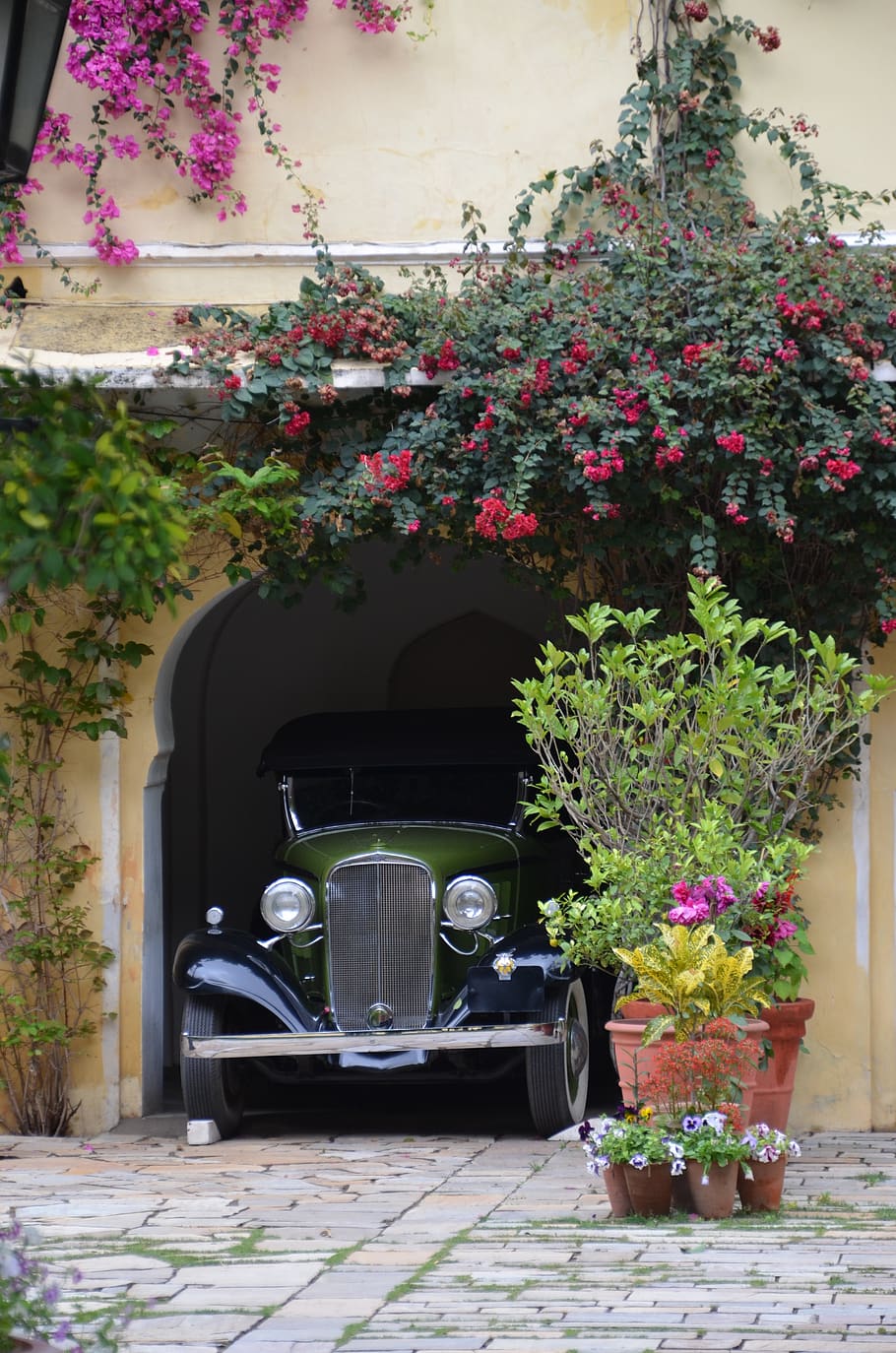 india, wealth, oldtimer, pageantry, hotel, plant, flowering plant HD wallpaper