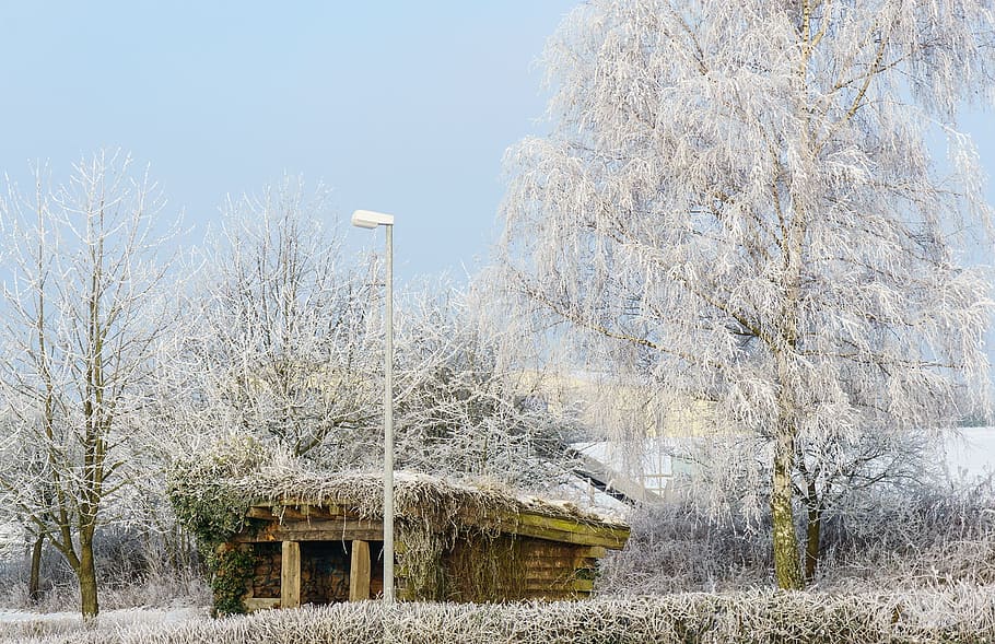 winter, snow, nature, tree, season, rural, cold, frost, vacation HD wallpaper