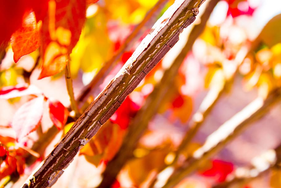 fall, leaves, autumn, fall leaves, season, orange, fall leaves background HD wallpaper