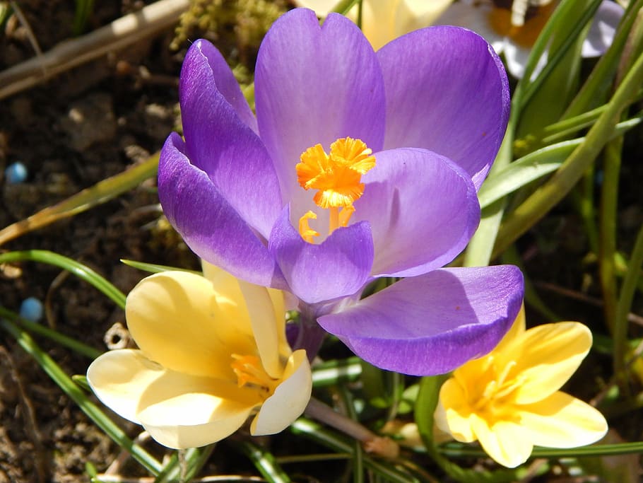 crocus, spring, spring flower, early bloomer, signs of spring HD wallpaper