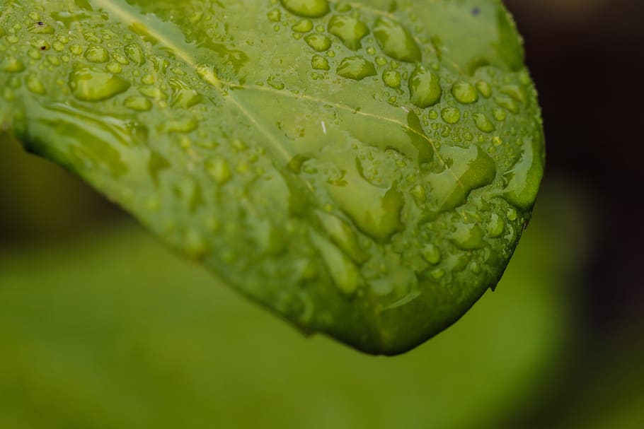leaf, nature, green, water drop, green color, plant, close-up HD wallpaper