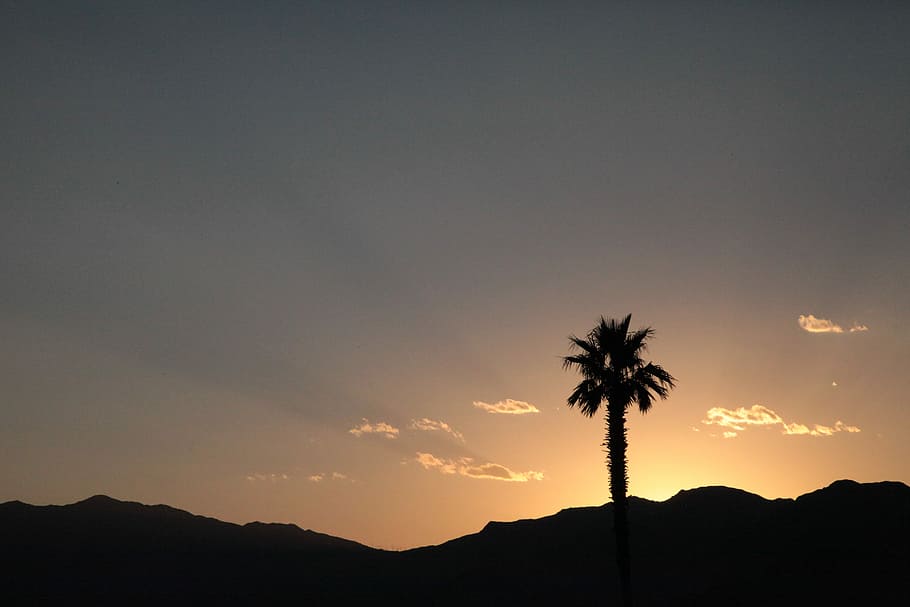 Nevada, silhouette of palm plant during golden hour, tree, sun HD wallpaper