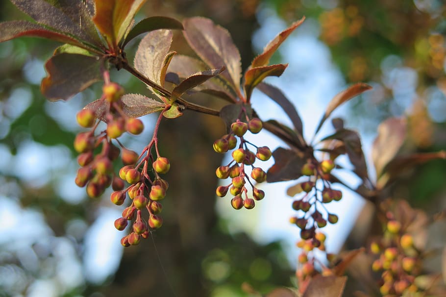barberry, flowers, growth, plant, fruit, food and drink, healthy eating HD wallpaper