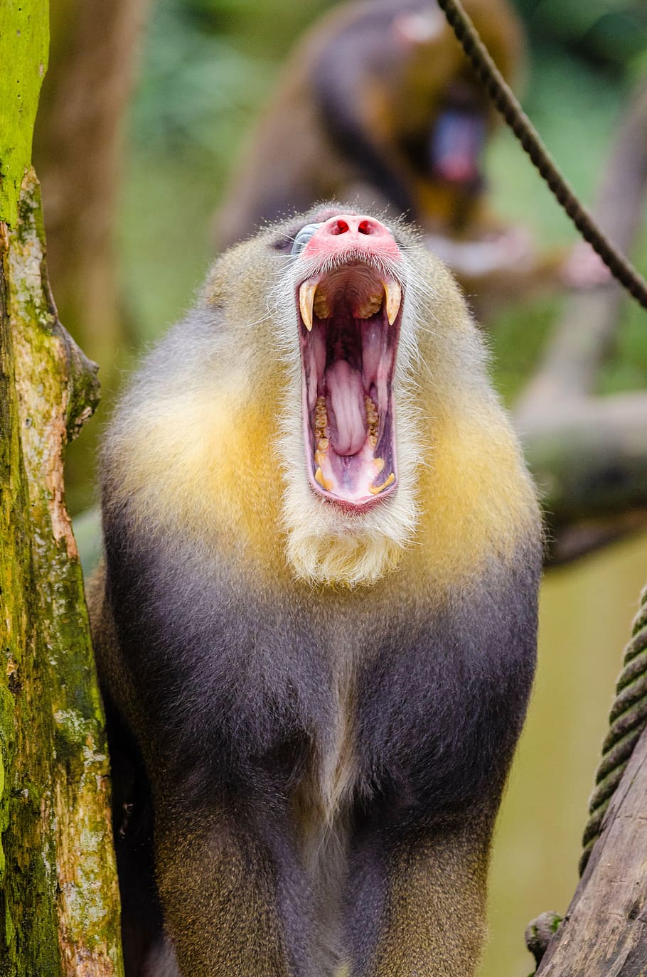 animal, close-up, hairy, monkey, primate, wildlife, nature HD wallpaper