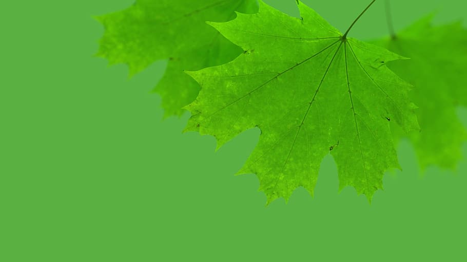 maple, leaf, green, autumn, nature, season, decoration, foliage HD wallpaper