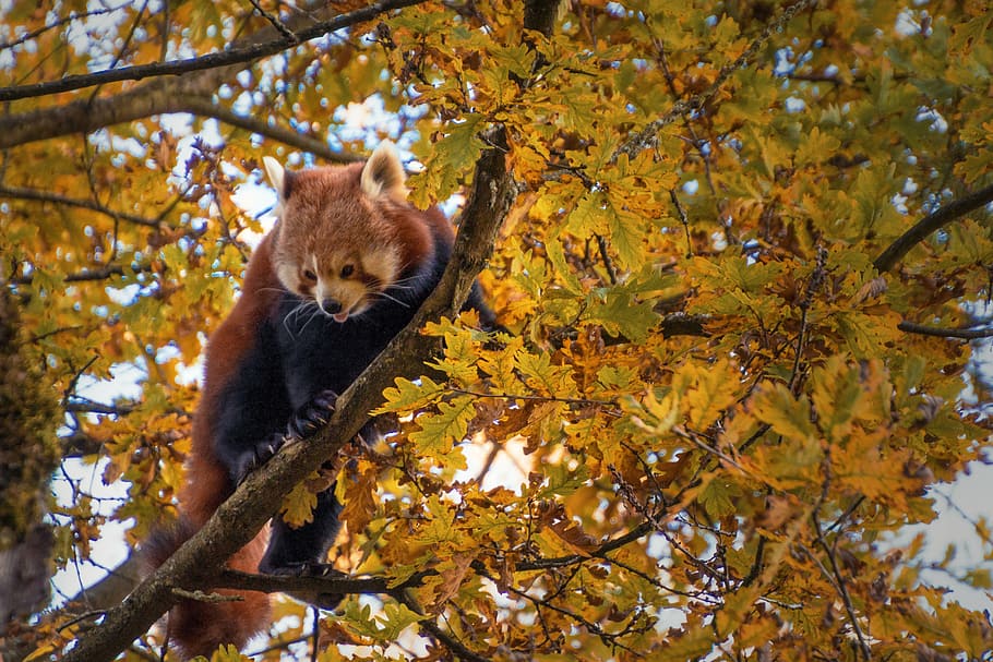 raccoon on top of tree, red panda, climbing, climbs, animal world