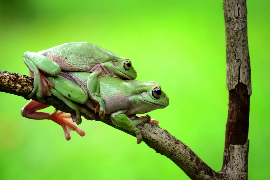 Frog, both, green, amphibian, animal, nature, green Color, wildlife HD wallpaper