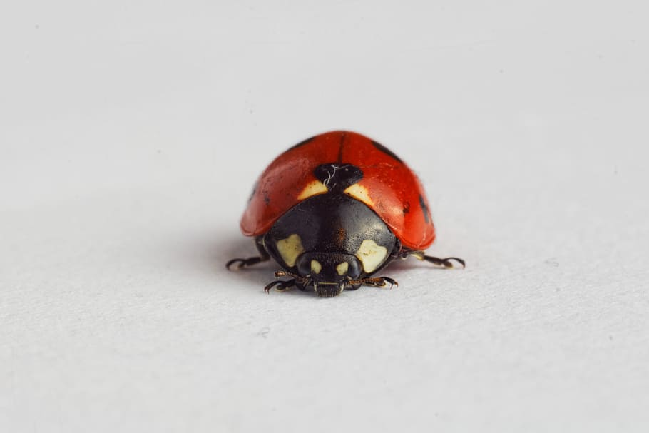 ladybug, ladybird, insect, animal themes, invertebrate, one animal HD wallpaper