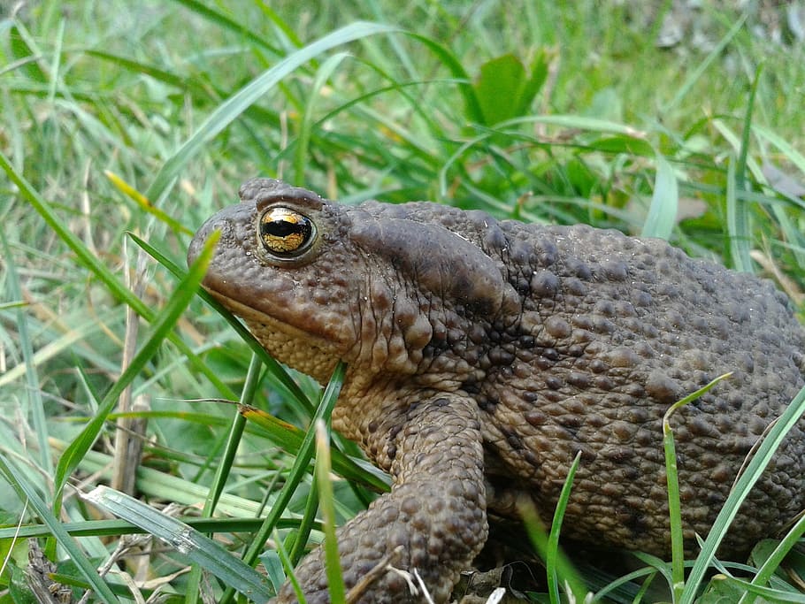 amphibian, frog, toad, sitting, grass, nature, animals, live HD wallpaper