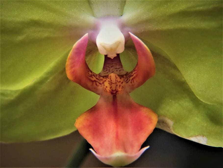 macro, orchid, yellow, bloom, nature, plant, flower, petal HD wallpaper