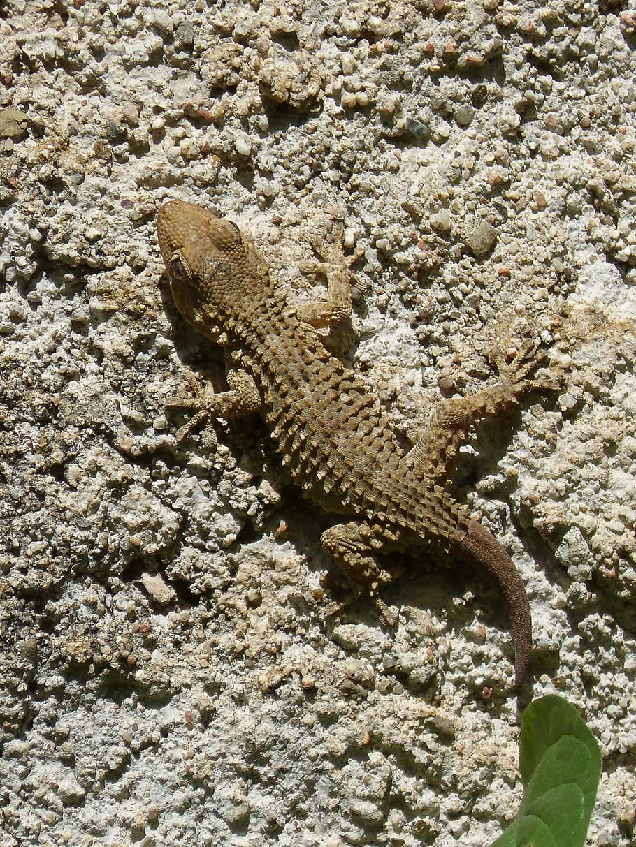 dragon, gecko, lizard, texture, animal wildlife, animals in the wild HD wallpaper