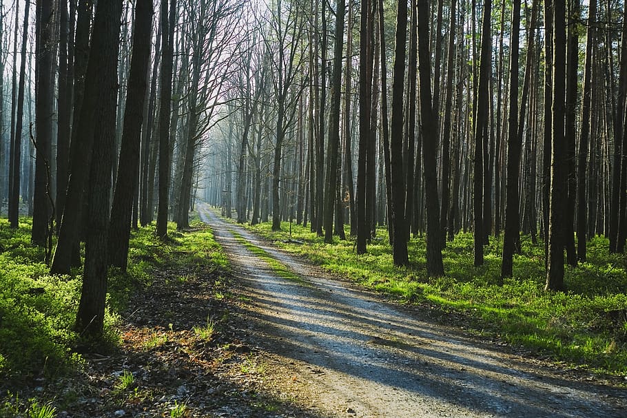 forest, us, nature, landscape, tree, green, plant, spring, evergreen HD wallpaper