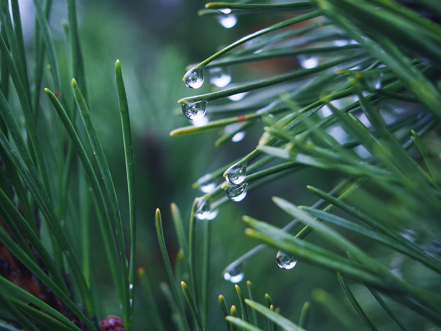 shallow focus photography of green leafed plant with water drops HD wallpaper