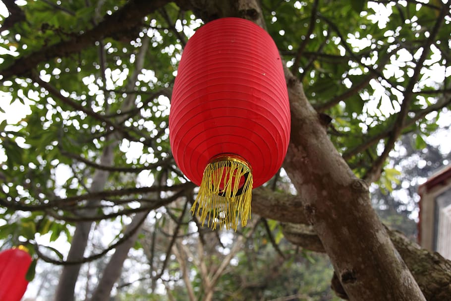 red lantern, hanging, tree, xinxing, tibetan buddhism pit, temple HD wallpaper