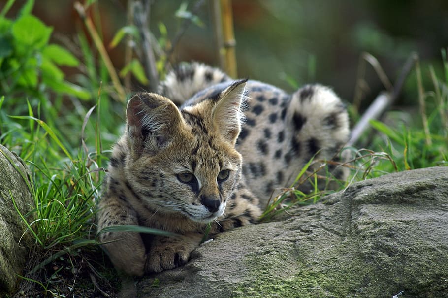 shallow focus photography of Bengal cat lying on stone, serval HD wallpaper