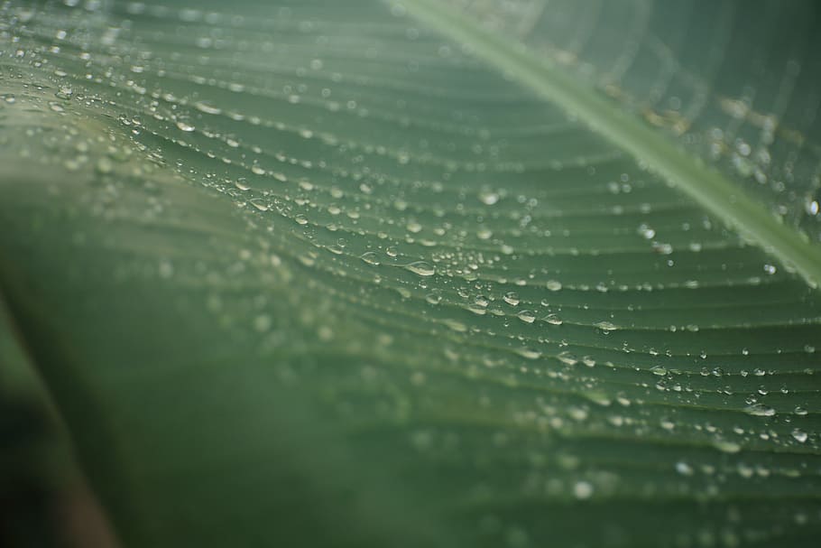green banana leaf, leaves, water drops, moisture, wet, rain HD wallpaper
