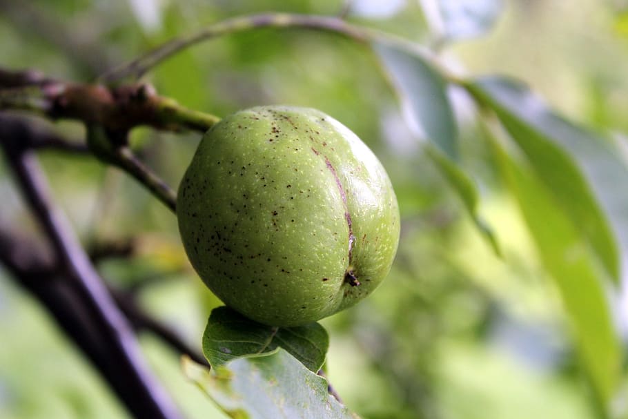 walnut, tree, fruit, green, sad, nature, sprig, closeup, eating HD wallpaper