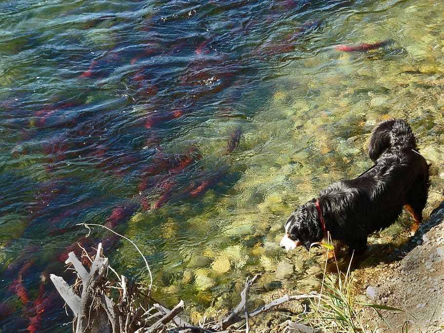 Salmon, Run, Fish, Adams River, sockey salmon, water, british columbia, HD wallpaper