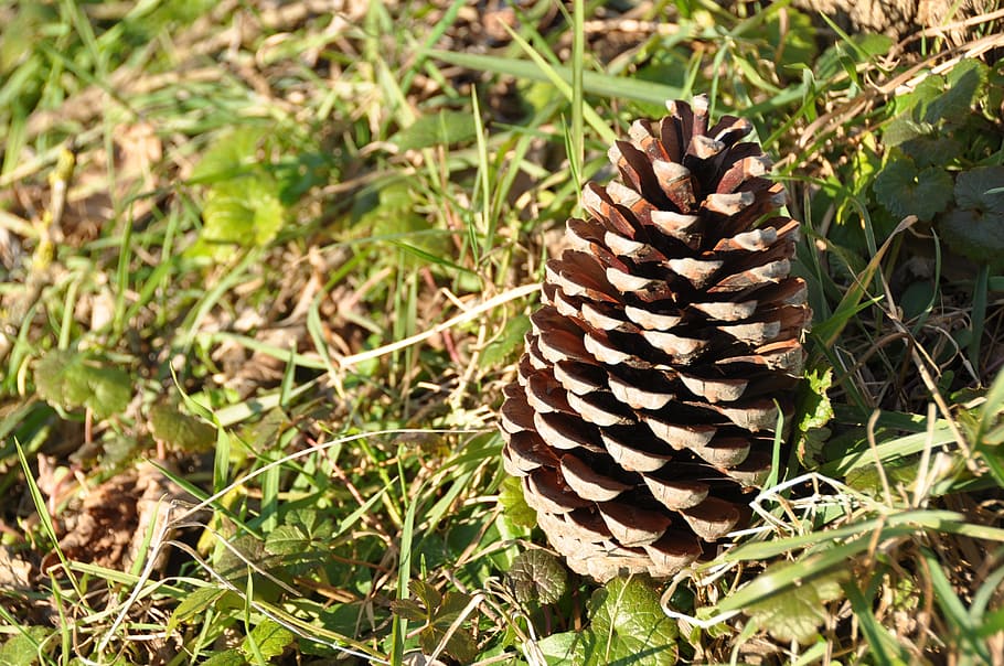 cone, pine, greens, forest, day, dd, istanbul, trabzon, turkey, HD wallpaper