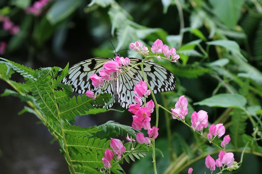 butterfly, bug, insect, nature, wing, colorful, black and white HD wallpaper