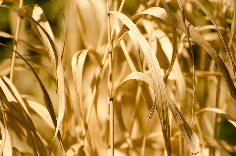 dry, leaves, leaf, weed, plant, yellow, background, agriculture HD wallpaper