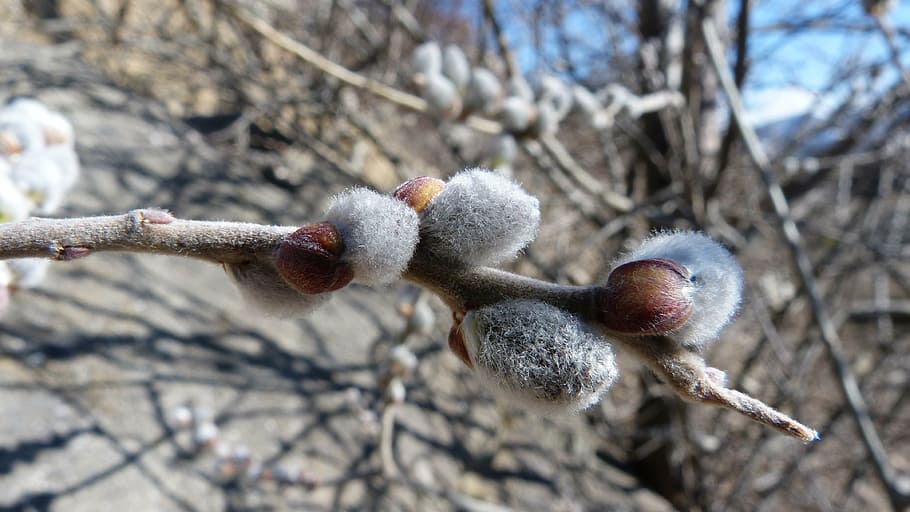 buds, nature, macro, spring, branch, tree, plant, no people HD wallpaper