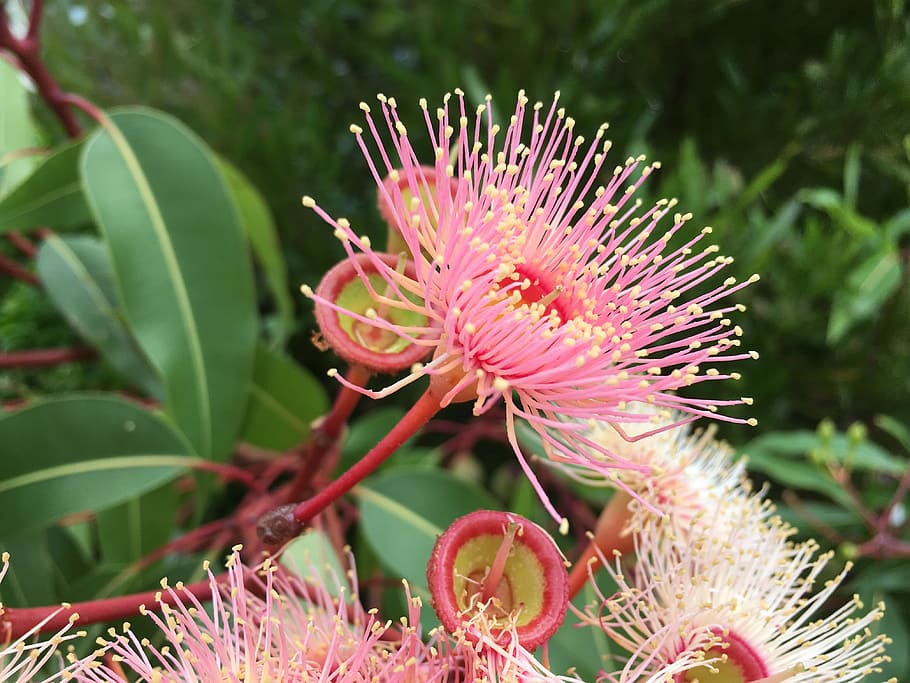 selective focus photography of pink petaled flower, eucalyptus, HD wallpaper