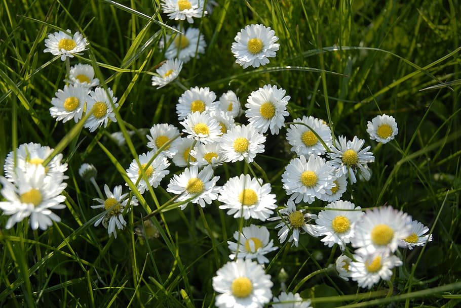 daisy, blossom, bloom, white, flower, white flower, rush, yellow HD wallpaper