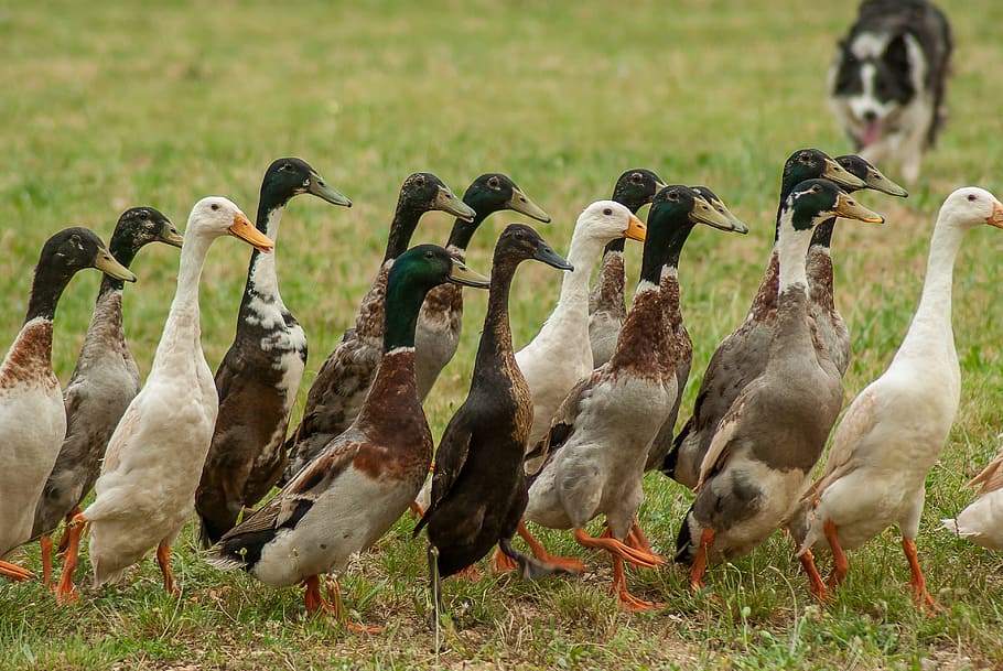 flock of beige and gray geese near dog, Ducks, Indian Runner HD wallpaper