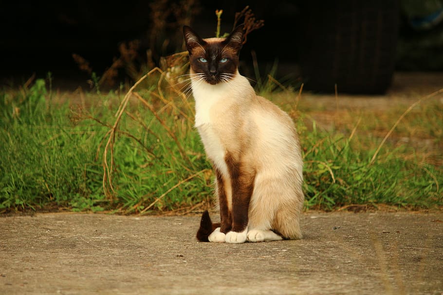 Siamese cat sitting on sand, mieze, breed cat, one animal, mammal HD wallpaper