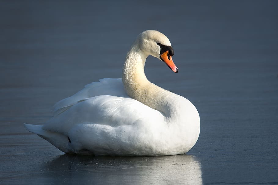 bird, waters, swan, animals in the wild, animal themes, animal wildlife HD wallpaper