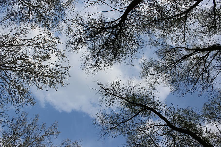 tree, sky, branch, plant, low angle view, beauty in nature HD wallpaper